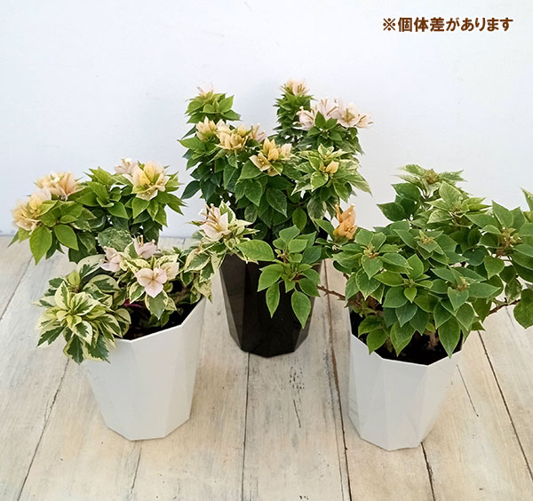 ブーゲンビリア（花の苗）｜苗 | 花、ガーデニング のおすすめ人気商品