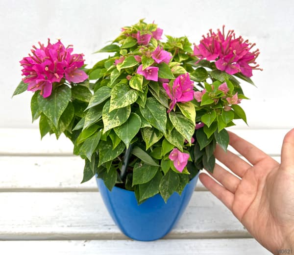 ブーゲンビリア（花の苗）｜苗 | 花、ガーデニング のおすすめ人気商品
