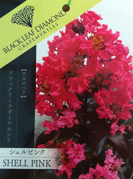 花木 庭木の苗/サルスベリ（百日紅）：ブラックリーフダイヤモンド　シェルピンク6号ポット｜engei｜02