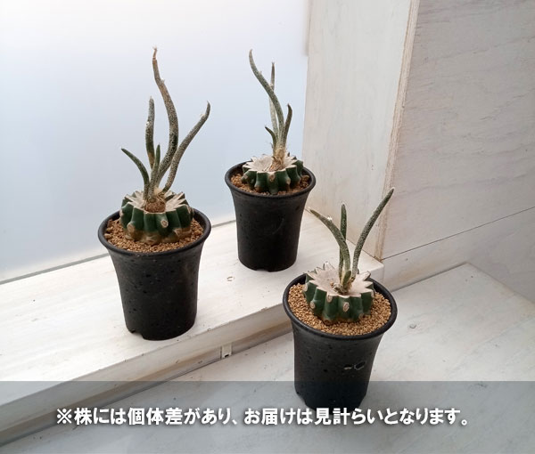 サボテンアストロフィツムの商品一覧 通販 - Yahoo!ショッピング