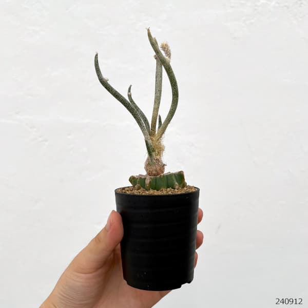 サボテンアストロフィツムの商品一覧 通販 - Yahoo!ショッピング
