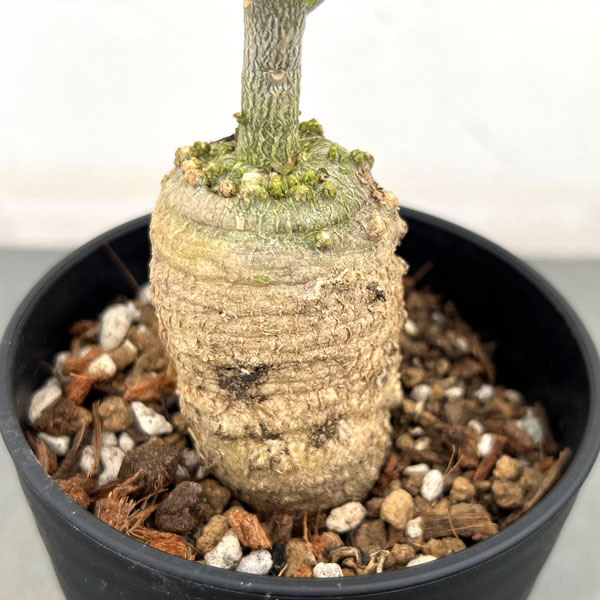 観葉植物 フォッケア・エデュリス 火星人 3.5号の詳細画像5