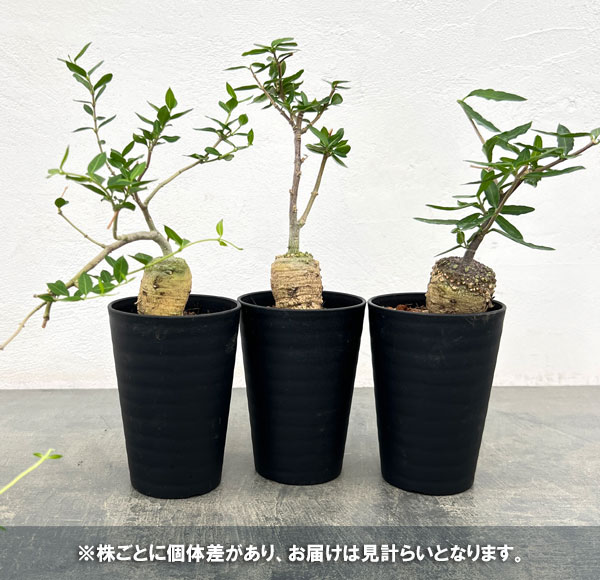 観葉植物 フォッケア・エデュリス 火星人 3.5号の詳細画像2