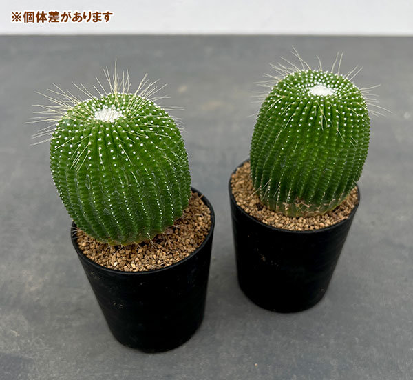 金晃丸の商品一覧 通販 - Yahoo!ショッピング