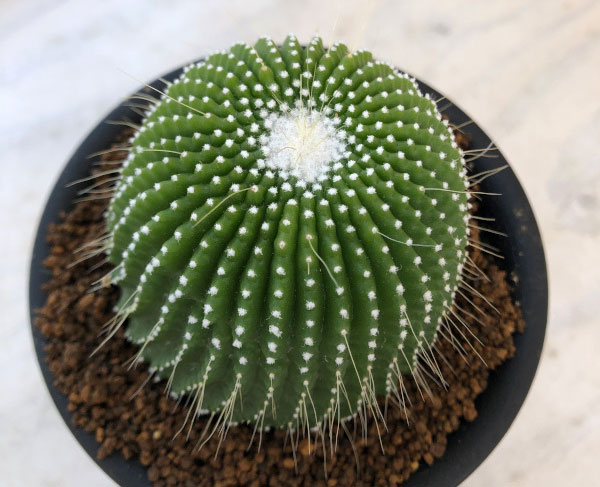 メロカクタス 雲（サボテン、多肉植物） | 花、ガーデニング の商品