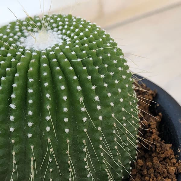 観葉植物 アーリーサマーセール サボテン ノトカクタスパロジア 刺無金
