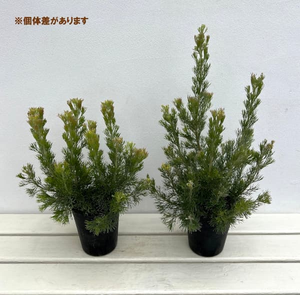 花木 庭木の苗 26年10月中下旬予約 アデナ...の詳細画像2