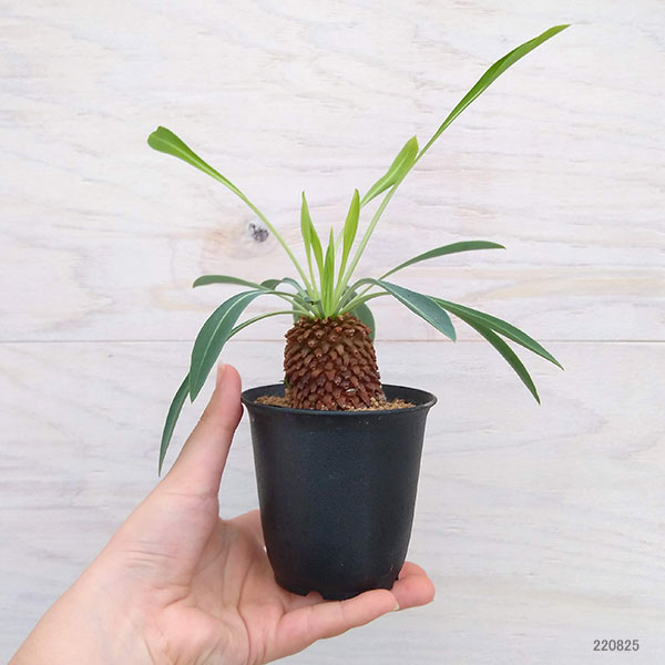 観葉植物 ユーフォルビア 鉄甲丸(てっこうまる...の詳細画像2