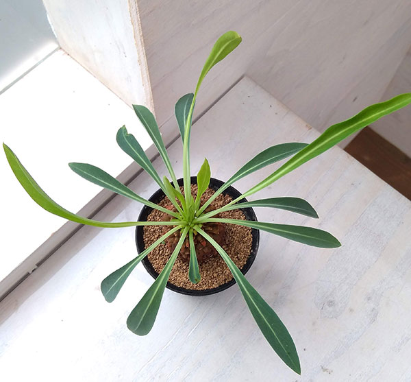 観葉植物 ユーフォルビア 鉄甲丸(てっこうまる...の詳細画像3