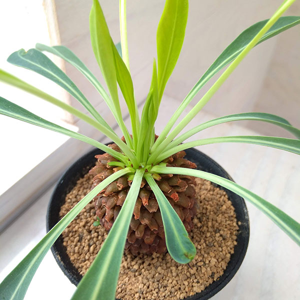 観葉植物 ユーフォルビア 鉄甲丸(てっこうまる...の詳細画像1