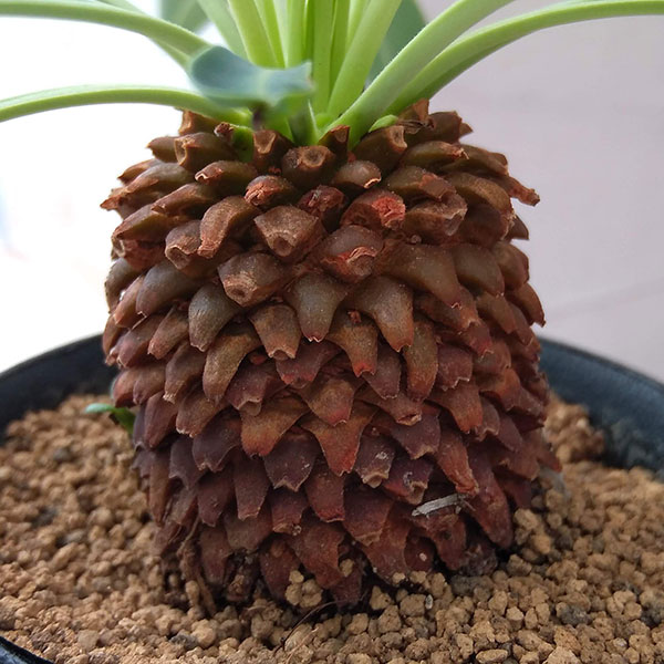 観葉植物 ユーフォルビア 鉄甲丸(てっこうまる...の詳細画像4