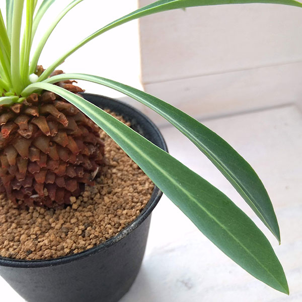 観葉植物 ユーフォルビア 鉄甲丸(てっこうまる...の詳細画像5