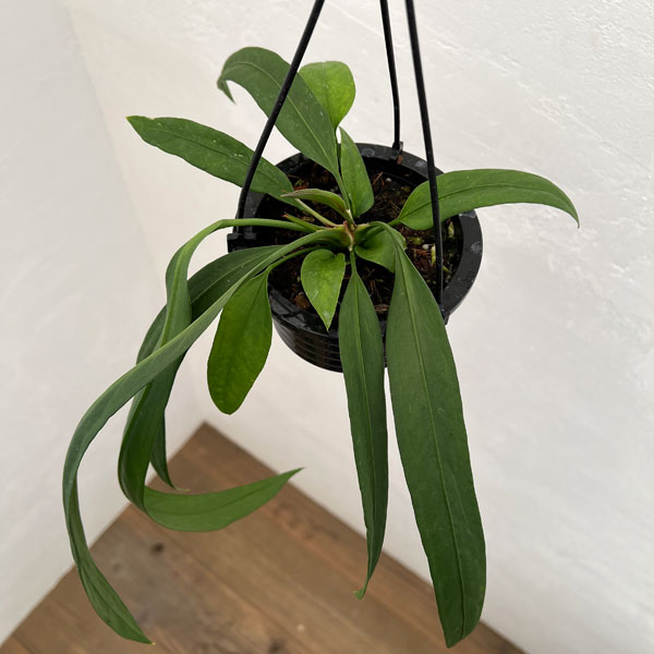 観葉植物 アンスリウム ビッタリフォリウム 4...の詳細画像1