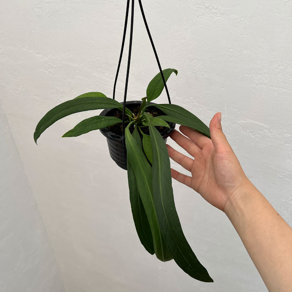 観葉植物 アンスリウム ビッタリフォリウム 4...の詳細画像4