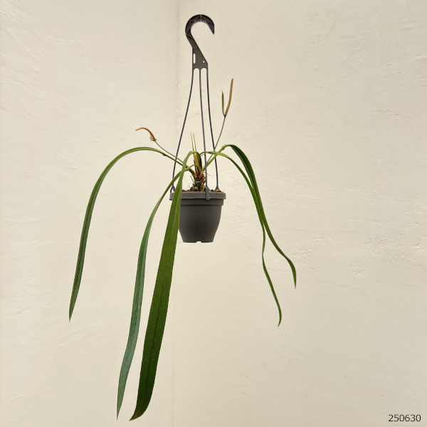観葉植物 アンスリウム ビッタリフォリウム 4...の詳細画像2