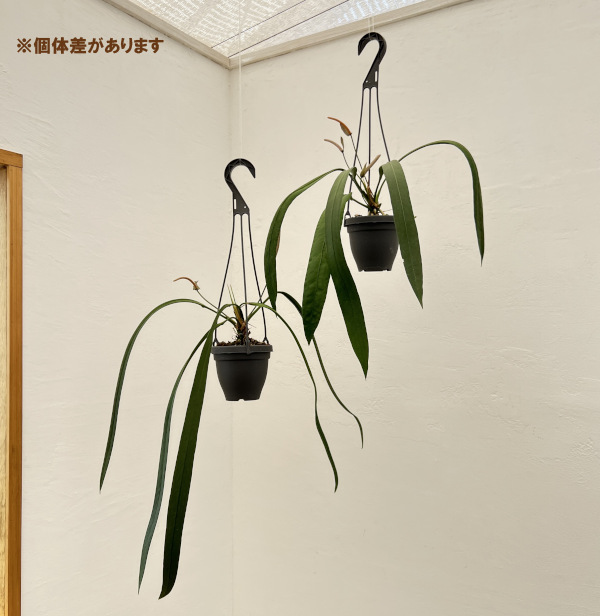 観葉植物 アンスリウム ビッタリフォリウム 4...の詳細画像3