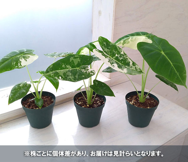 観葉植物/アロカシア：グリーンベルベット（斑入り）　4号鉢入り｜engei｜05