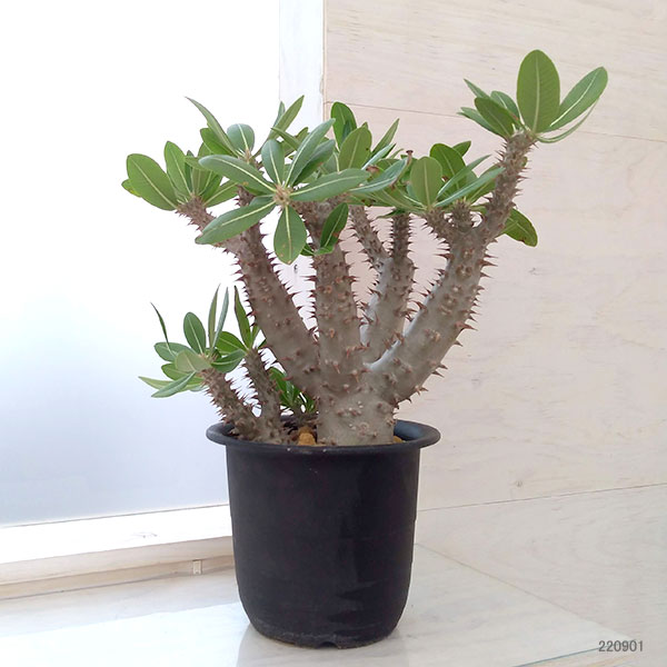 観葉植物 パキポディウム ロスラーツム 5号22-02 : 園芸ネット - 通販