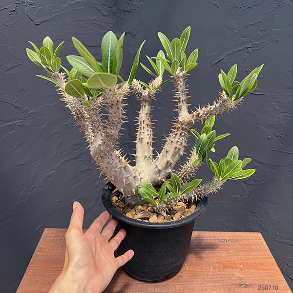 観葉植物 パキポディウム ロスラーツム 5号22-02 : 園芸ネット - 通販