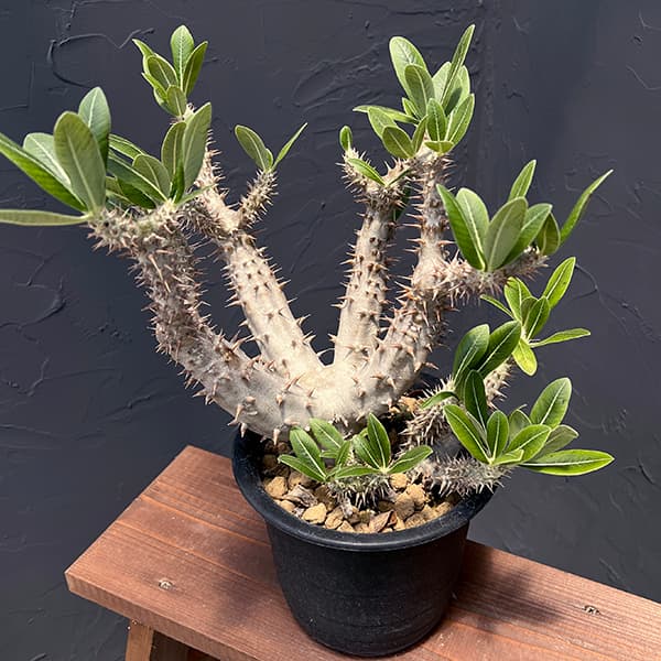 観葉植物 パキポディウム ロスラーツム 5号22-02 : 園芸ネット - 通販