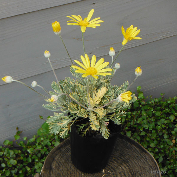 草花の苗 ユリオプスデージー フィリップス3号ポット 12株セット 送料無料 |  | 01