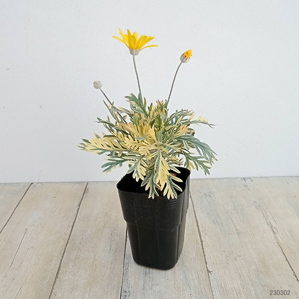 草花の苗 ユリオプスデージー フィリップス3号ポット 12株セット 送料無料 |  | 05