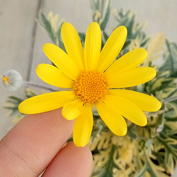 草花の苗 ユリオプスデージー フィリップス3号ポット 12株セット 送料無料 |  | 06