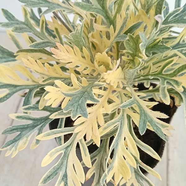 草花の苗 ユリオプスデージー フィリップス3号ポット 12株セット 送料無料 |  | 03