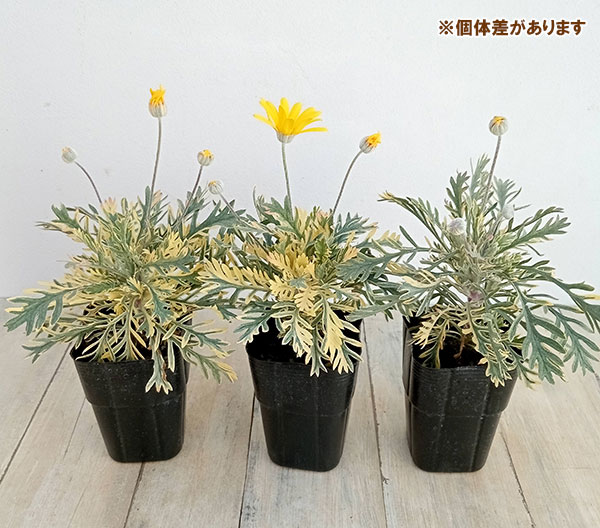 草花の苗 ユリオプスデージー フィリップス3号ポット 12株セット 送料無料 |  | 07