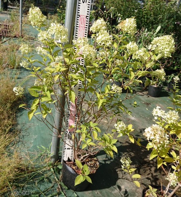 花木 庭木の苗 ノリウツギ（糊空木） ライムライト7号ポット樹高90cm |  | 01