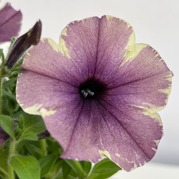 草花の苗 ペチュニア モンローウォーク ベール...の詳細画像2