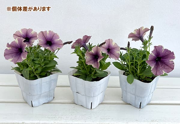 草花の苗 ペチュニア モンローウォーク ベール...の詳細画像3