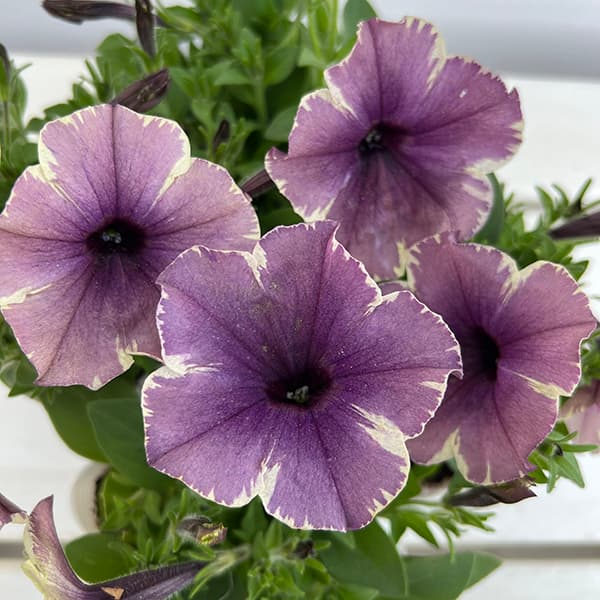 草花の苗 ペチュニア モンローウォーク ベール...の詳細画像4