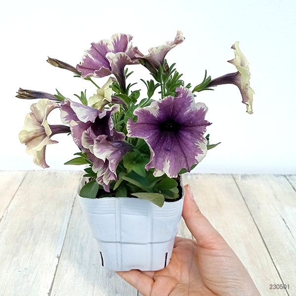 草花の苗 ペチュニア モンローウォーク ベール...の詳細画像5