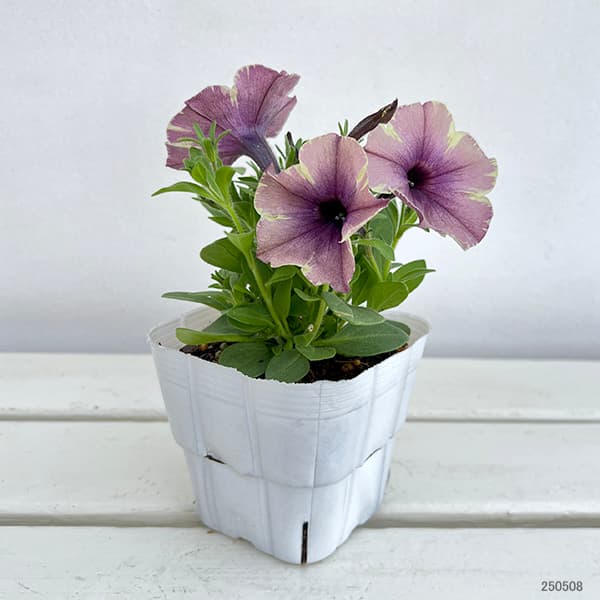 草花の苗 ペチュニア モンローウォーク ベール...の詳細画像1