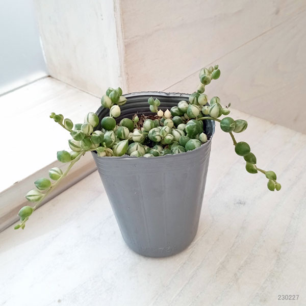 観葉植物 マーブルネックレス 2.5号の詳細画像3