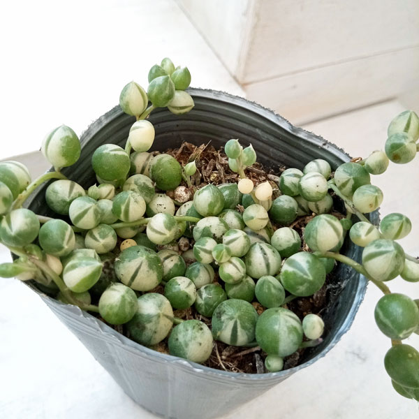 観葉植物 マーブルネックレス 2.5号の詳細画像4