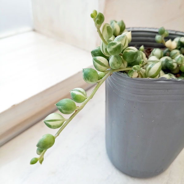 観葉植物 マーブルネックレス 2.5号の詳細画像5