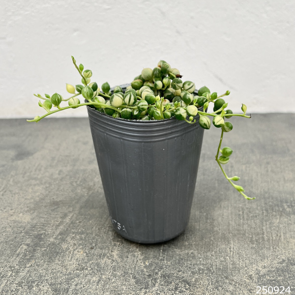 観葉植物 マーブルネックレス 2.5号の詳細画像1