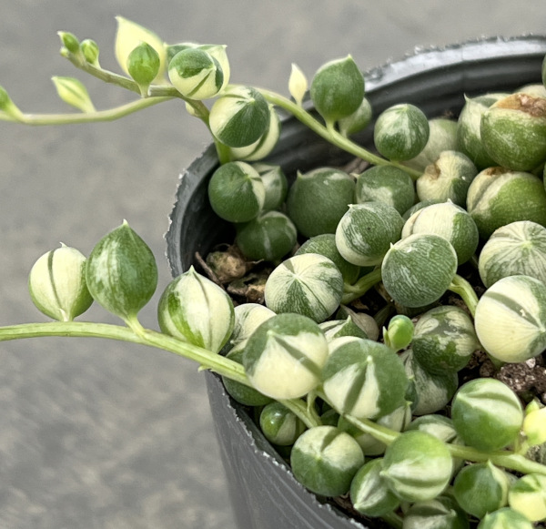 観葉植物 マーブルネックレス 2.5号の詳細画像2