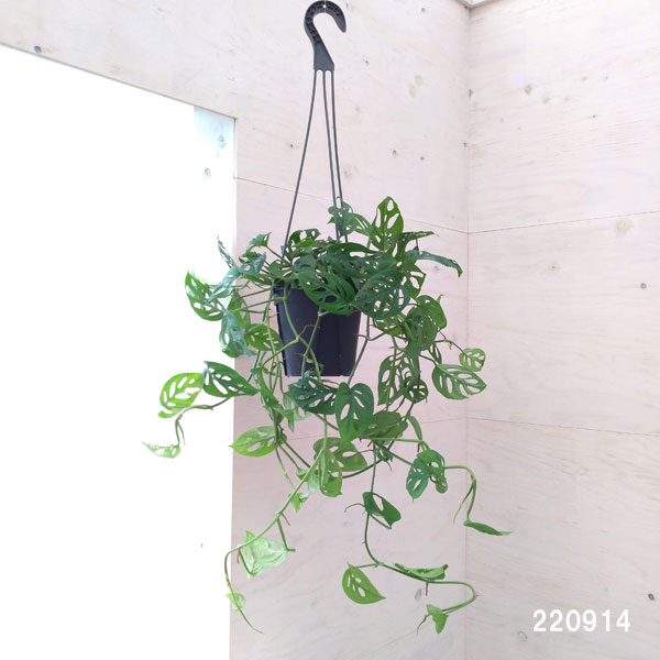 観葉植物 モンステラ オブリクア エクスピラー...の詳細画像1