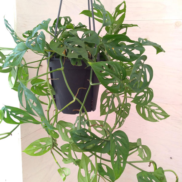 観葉植物 モンステラ オブリクア エクスピラー...の詳細画像2