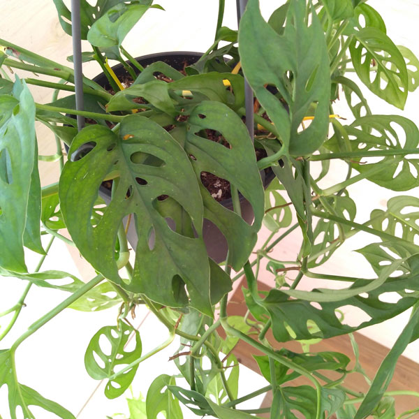 観葉植物 モンステラ オブリクア エクスピラー...の詳細画像3