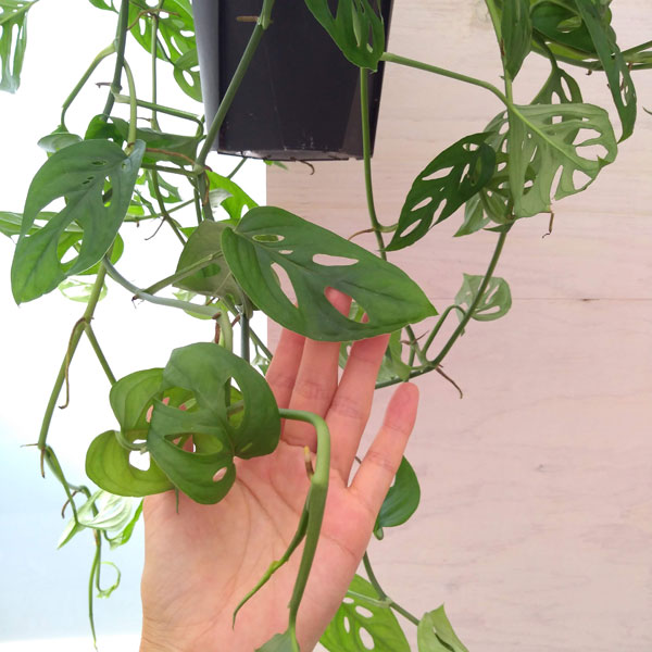 観葉植物 モンステラ オブリクア エクスピラー...の詳細画像4