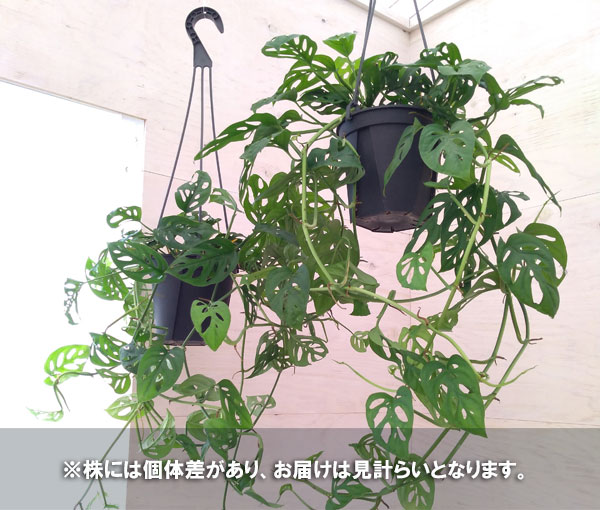 観葉植物 モンステラ オブリクア エクスピラー...の詳細画像5