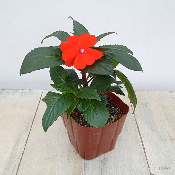 草花の苗 棚卸セール (わけあり特価)サンパチ...の詳細画像1