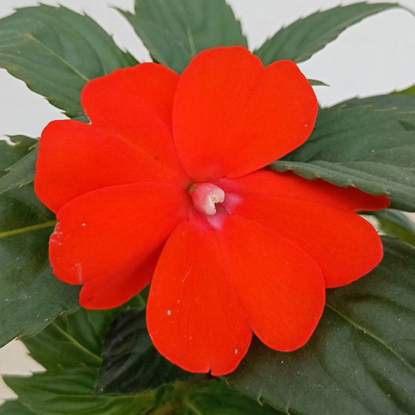 草花の苗 棚卸セール (わけあり特価)サンパチ...の詳細画像2