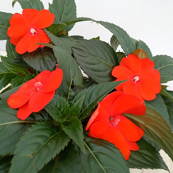 草花の苗 棚卸セール (わけあり特価)サンパチ...の詳細画像3