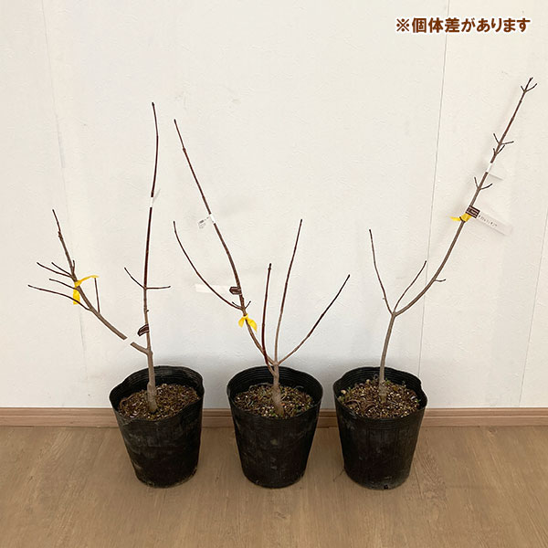 花木 庭木の苗 ノルウェーカエデ クリムゾンキング7号ポット : 園芸
