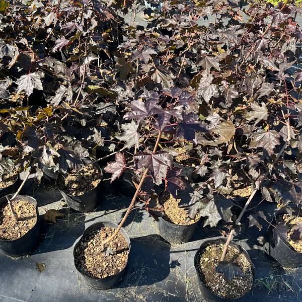 花木 庭木の苗 棚卸セール ノルウェーカエデ クリムゾンキング7号